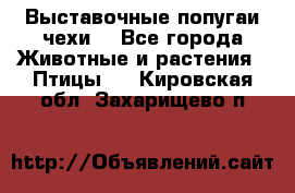 Выставочные попугаи чехи  - Все города Животные и растения » Птицы   . Кировская обл.,Захарищево п.